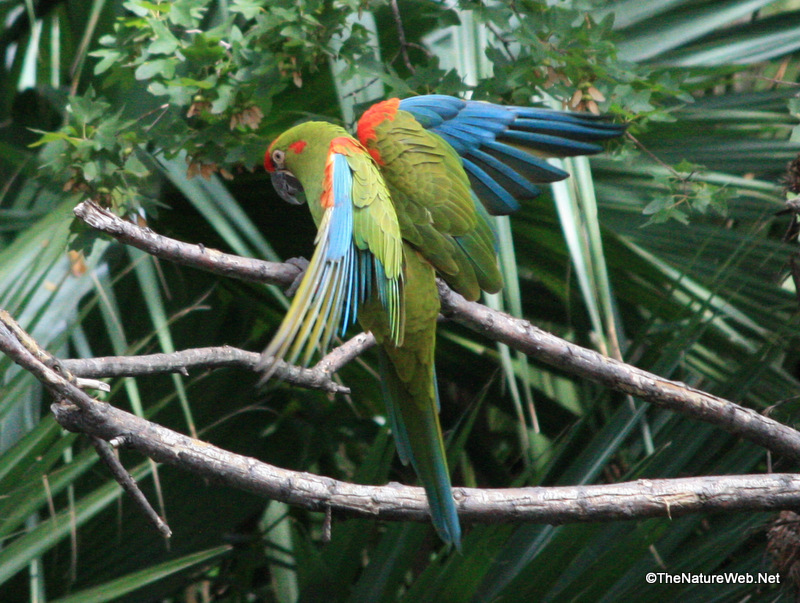 Perching Birds